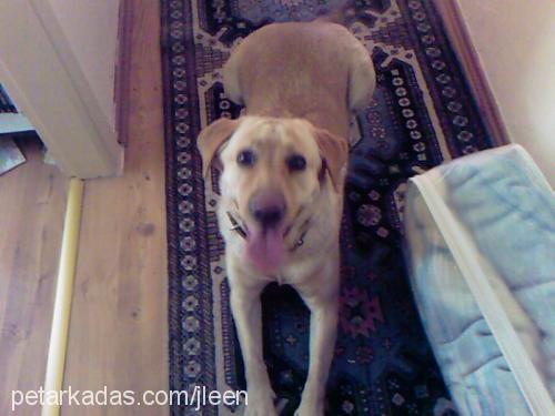 daİsy Dişi Labrador Retriever