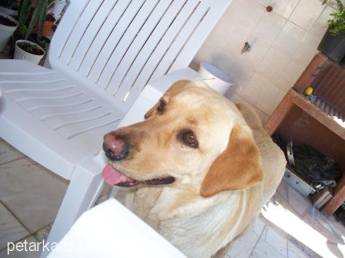 daİsy Dişi Labrador Retriever