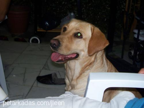 daİsy Dişi Labrador Retriever