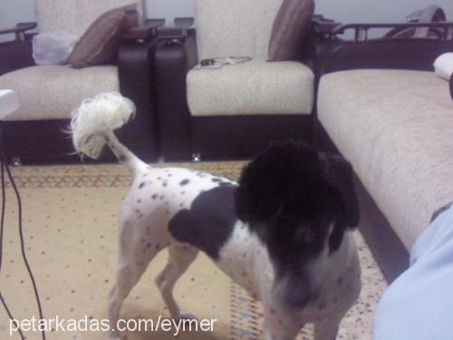 daiys Dişi Poodle (Standart Kaniş)