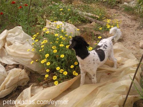 daiys Dişi Poodle (Standart Kaniş)