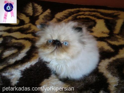 candy Dişi Himalayan