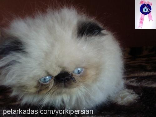 candy Dişi Himalayan