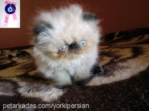 candy Dişi Himalayan