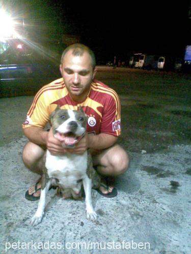 smoki Dişi Amerikan Pitbull Terrier