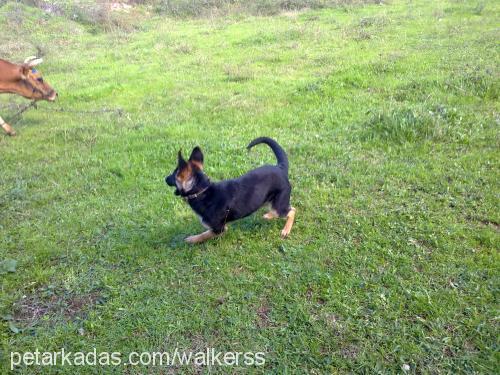 rex Dişi Alman Çoban Köpeği