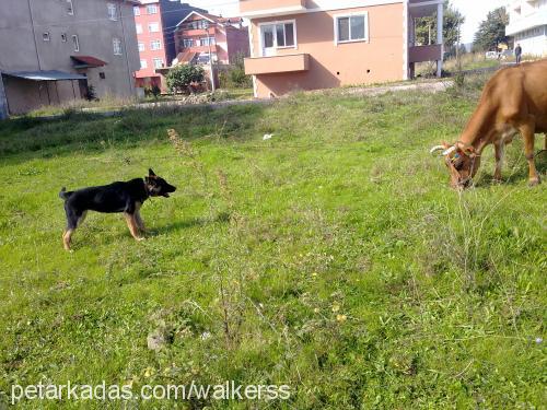 rex Dişi Alman Çoban Köpeği