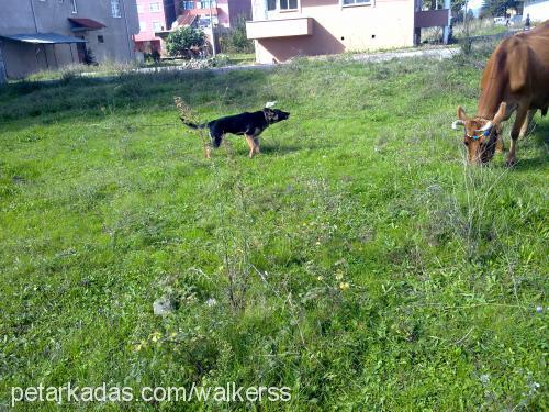 rex Dişi Alman Çoban Köpeği