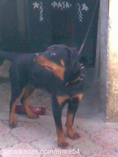 paşa Erkek Rottweiler