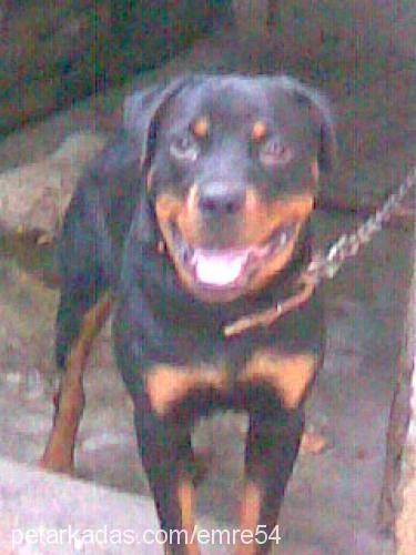 paşa Erkek Rottweiler