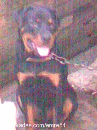 paşa Erkek Rottweiler