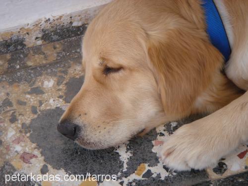 lucky Erkek Golden Retriever