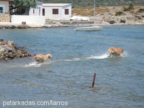 lucky Erkek Golden Retriever