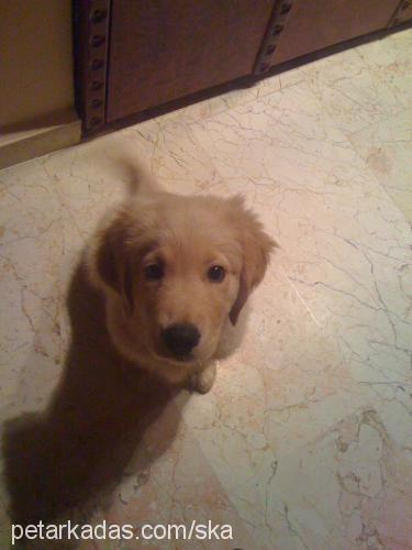 buddy Erkek Golden Retriever