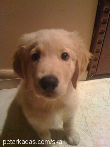 buddy Erkek Golden Retriever