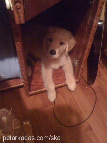 buddy Erkek Golden Retriever