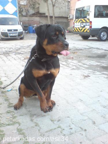 asil Dişi Rottweiler