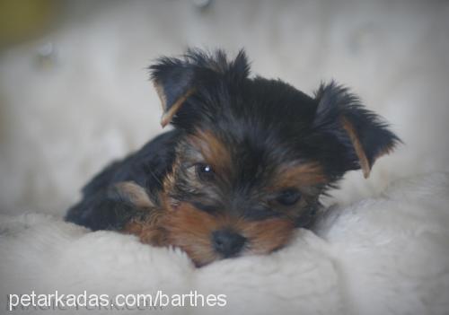 fıstık Dişi Yorkshire Terrier