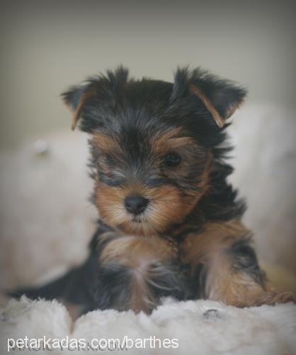 fıstık Dişi Yorkshire Terrier