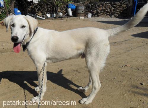 ares Erkek Labrador Retriever