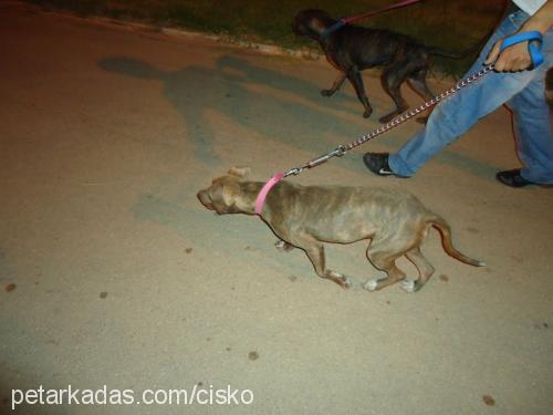 cisko Dişi Amerikan Pitbull Terrier