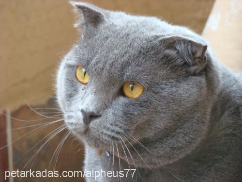 theo Erkek Scottish Fold