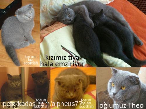 yavrus Dişi British Shorthair