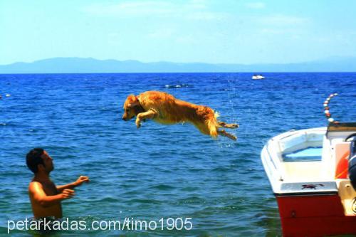 bal Erkek Golden Retriever