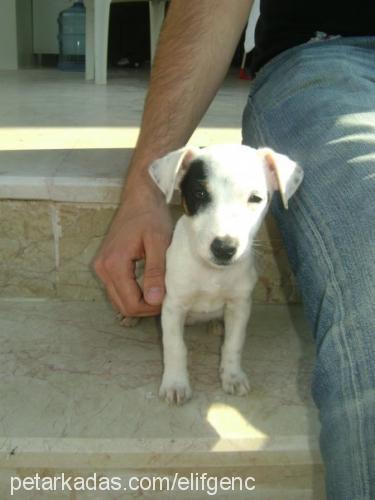 mika Dişi Jack Russell Terrier