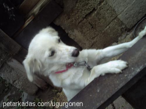 pamuk Dişi Golden Retriever