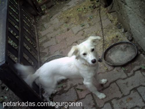 pamuk Dişi Golden Retriever