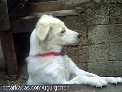 pamuk Dişi Golden Retriever