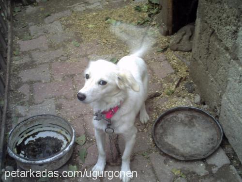 pamuk Dişi Golden Retriever