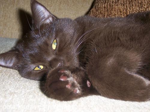 mia Dişi British Shorthair