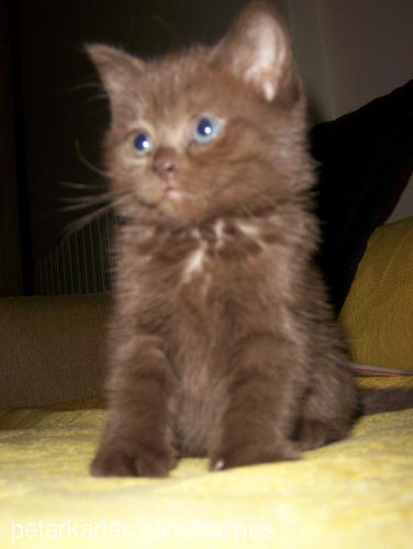 mia Dişi British Shorthair