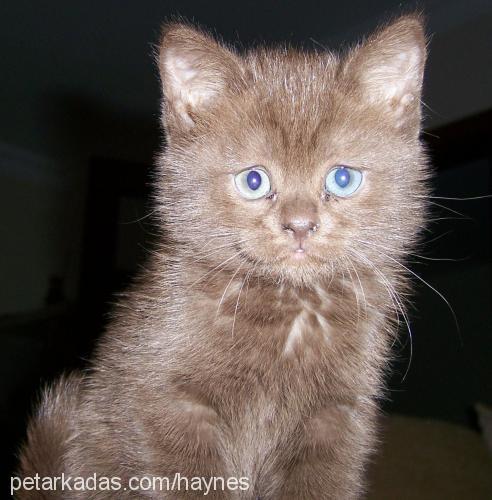 mia Dişi British Shorthair