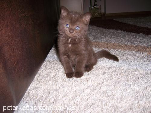 mia Dişi British Shorthair