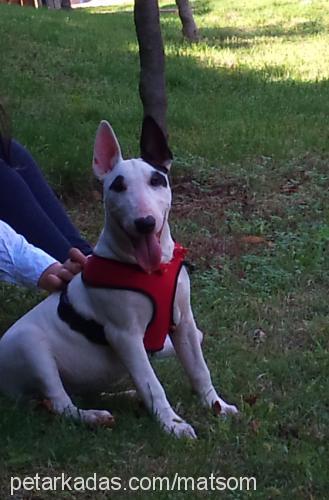 mia Dişi Bull Terrier