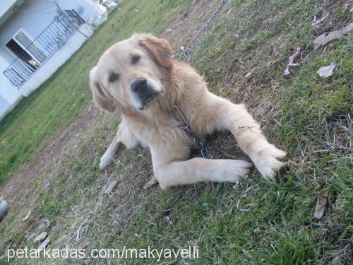 duman Erkek Golden Retriever