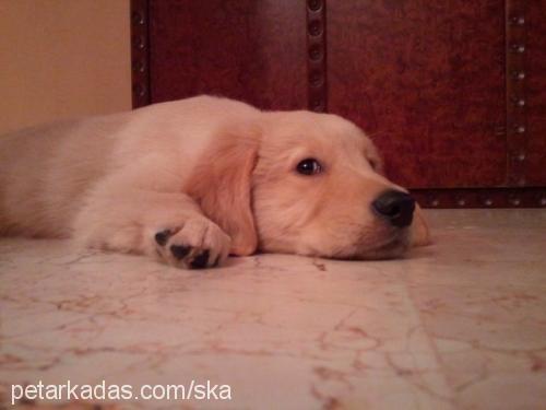 buddy Erkek Golden Retriever