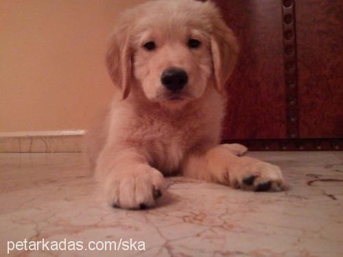 buddy Erkek Golden Retriever