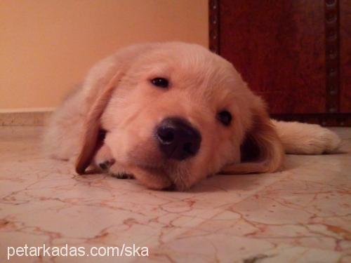 buddy Erkek Golden Retriever