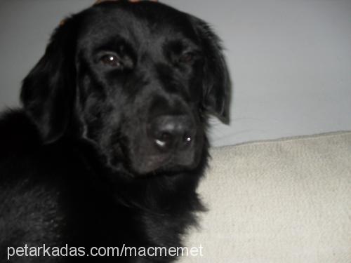 zeus Erkek Flat Coated Retriever