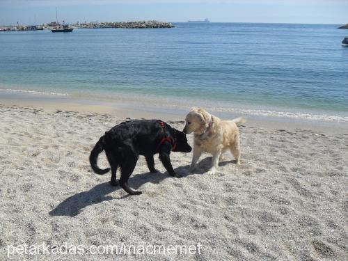 zeus Erkek Flat Coated Retriever