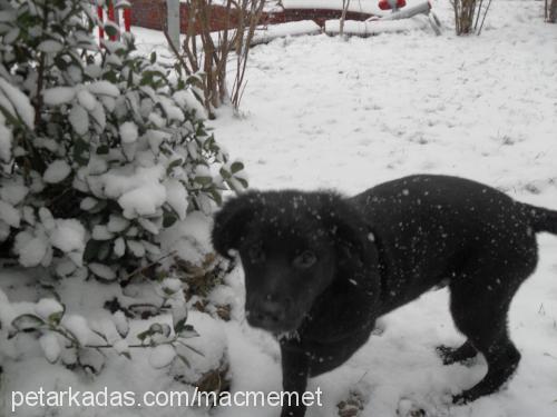 zeus Erkek Flat Coated Retriever