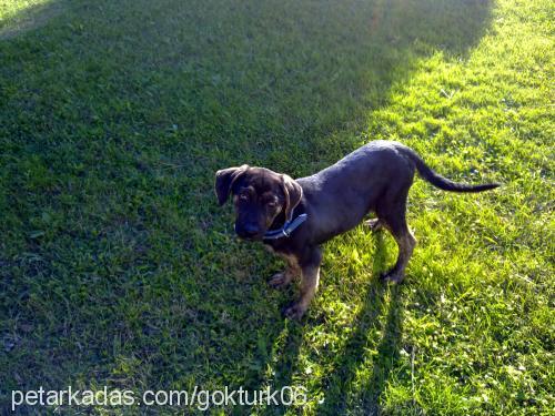 Şero Dişi Bullmastiff