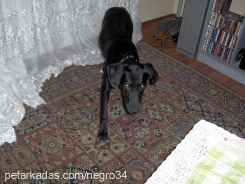 negro Dişi Labrador Retriever