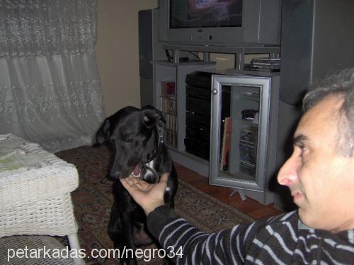 negro Dişi Labrador Retriever