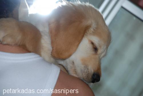 toprak Erkek Golden Retriever