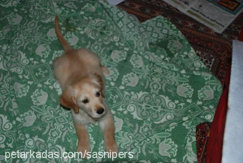 toprak Erkek Golden Retriever